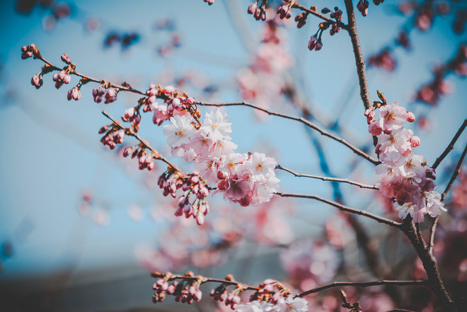 Cherry blossom tree